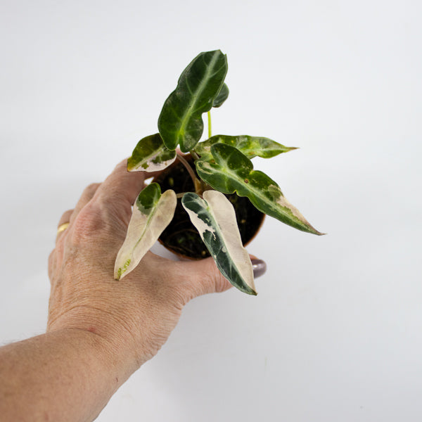 Alocasia 'Bambino Arrow Pink Variegata' Ø7cm H10cm