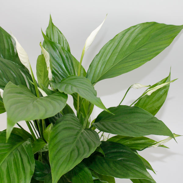 Straus Peace Lily - Spathiphyllum Straus Ø13cm H50cm