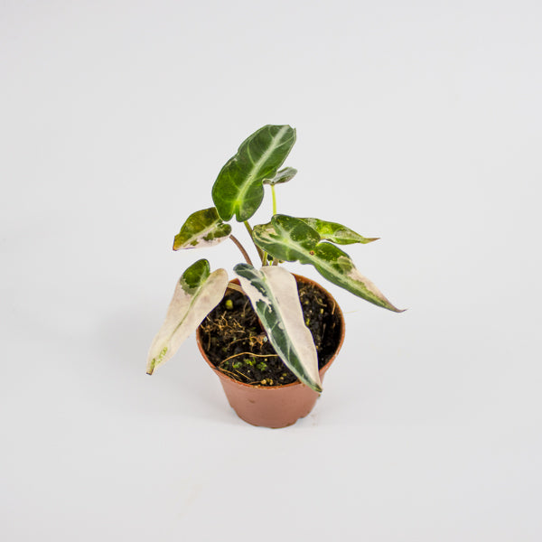 Alocasia 'Bambino Arrow Pink Variegata' Ø7cm H10cm