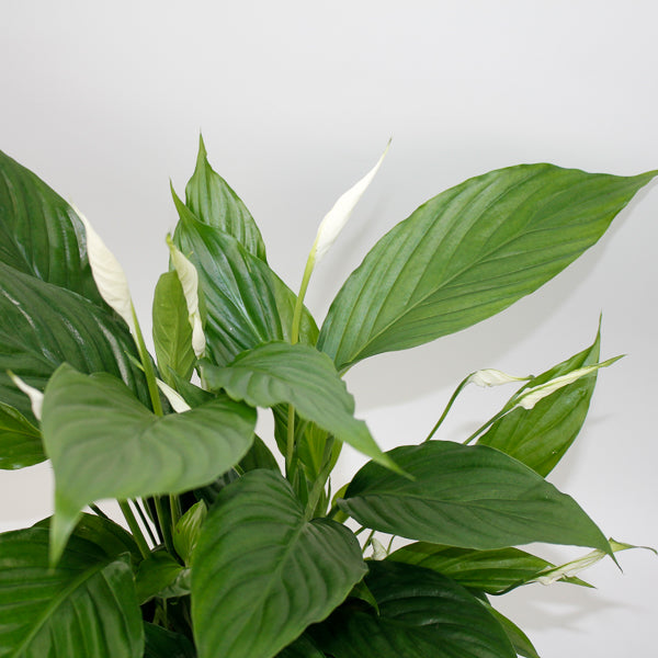 Straus Peace Lily - Spathiphyllum Straus Ø13cm H50cm