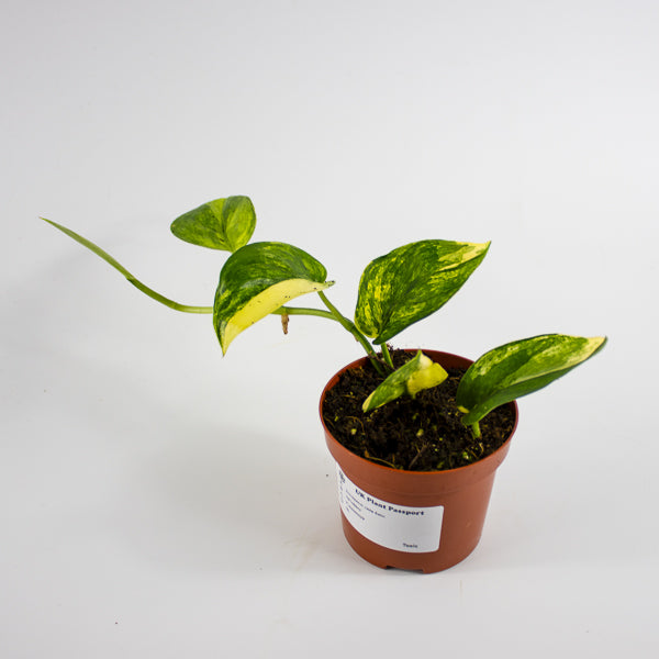 Scindapsus 'Jade Satin Aurea Variegata' Ø9cm H25cm