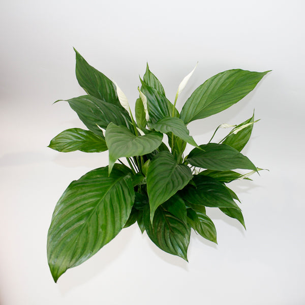 Straus Peace Lily - Spathiphyllum Straus Ø13cm H50cm