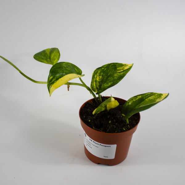 Scindapsus 'Jade Satin Aurea Variegata' Ø9cm H25cm