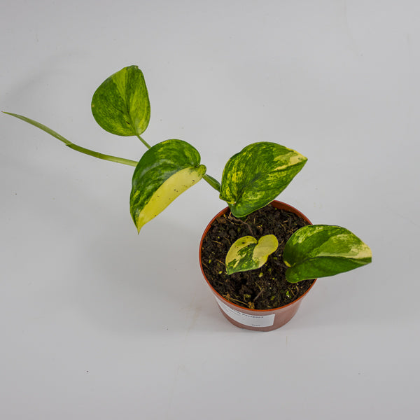Scindapsus 'Jade Satin Aurea Variegata' Ø9cm H25cm