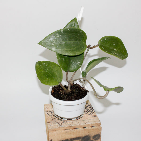 Hoya glabra Padang 10cm H10cm