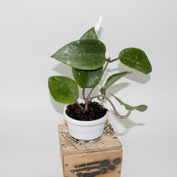 Hoya glabra Padang 10cm H10cm