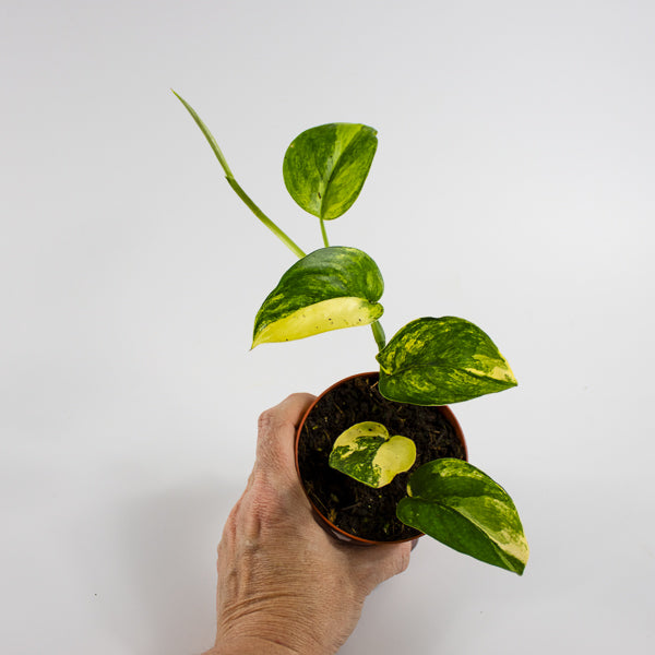 Scindapsus 'Jade Satin Aurea Variegata' Ø9cm H25cm