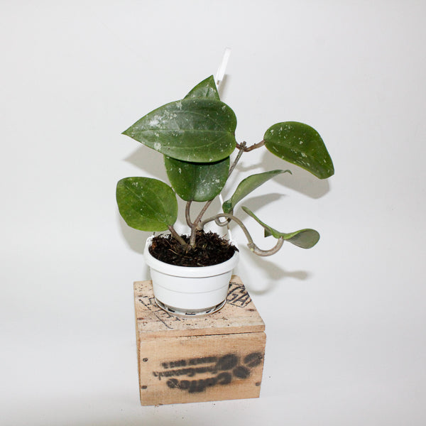 Hoya glabra Padang 10cm H10cm