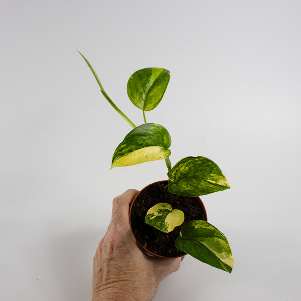 Scindapsus 'Jade Satin Aurea Variegata' Ø9cm H25cm