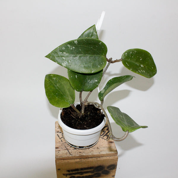 Hoya glabra Padang 10cm H10cm
