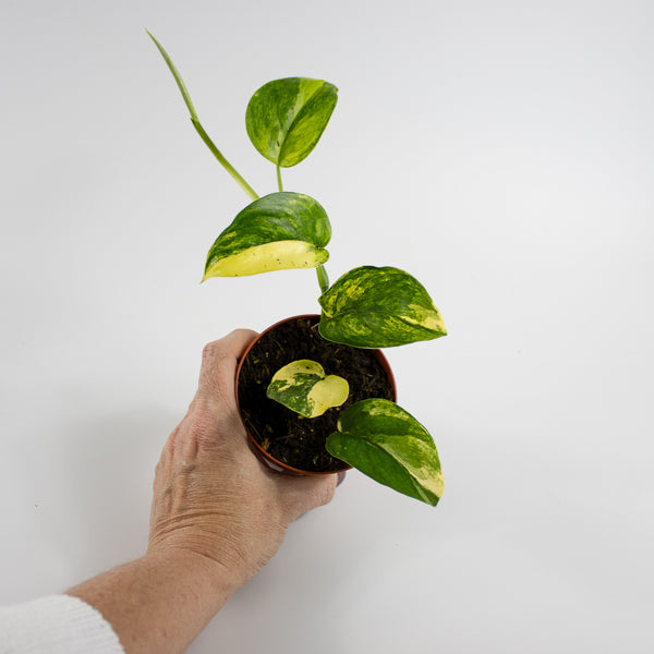 Scindapsus 'Jade Satin Aurea Variegata' Ø9cm H25cm