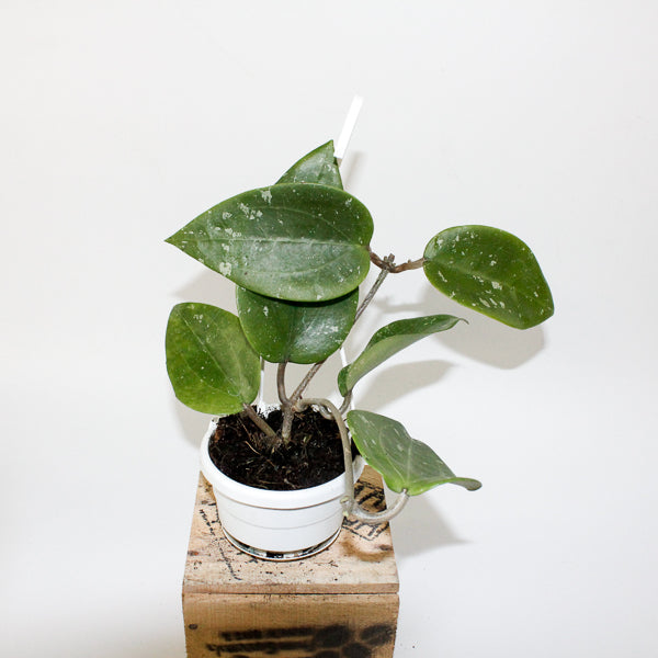 Hoya glabra Padang 10cm H10cm