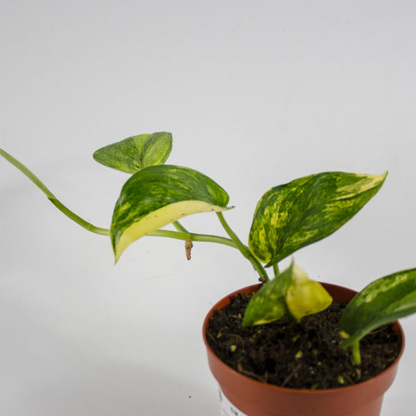 Scindapsus 'Jade Satin Aurea Variegata' Ø9cm H25cm