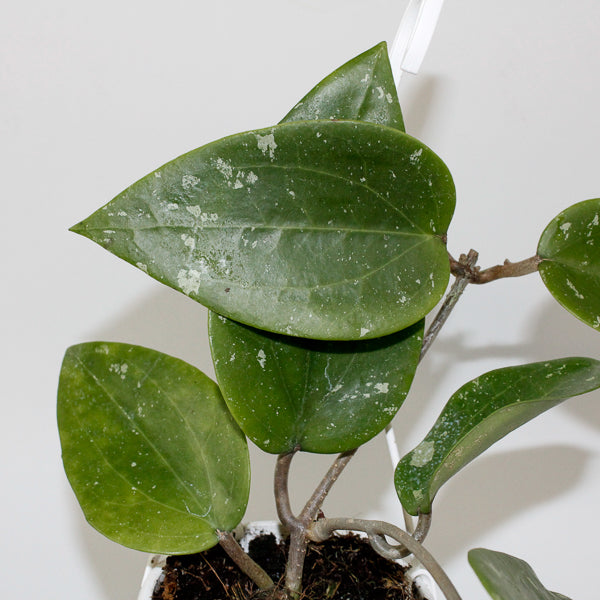 Hoya glabra Padang 10cm H10cm