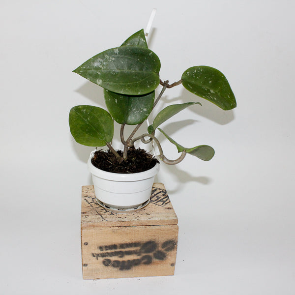 Hoya glabra Padang 10cm H10cm
