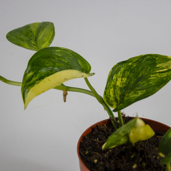Scindapsus 'Jade Satin Aurea Variegata' Ø9cm H25cm
