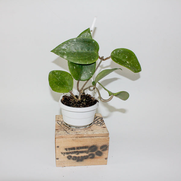 Hoya glabra Padang 10cm H10cm