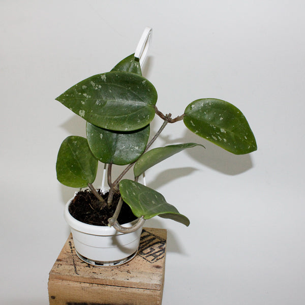 Hoya glabra Padang 10cm H10cm