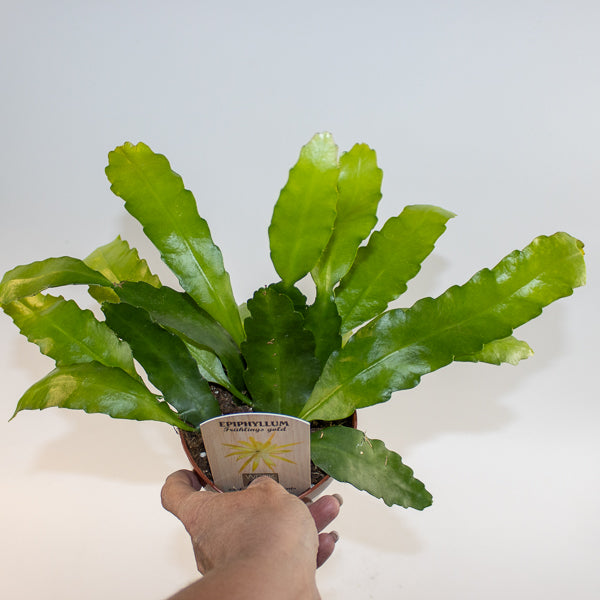 Epiphyllum Fruhlings Gold Ø12cm H33cm