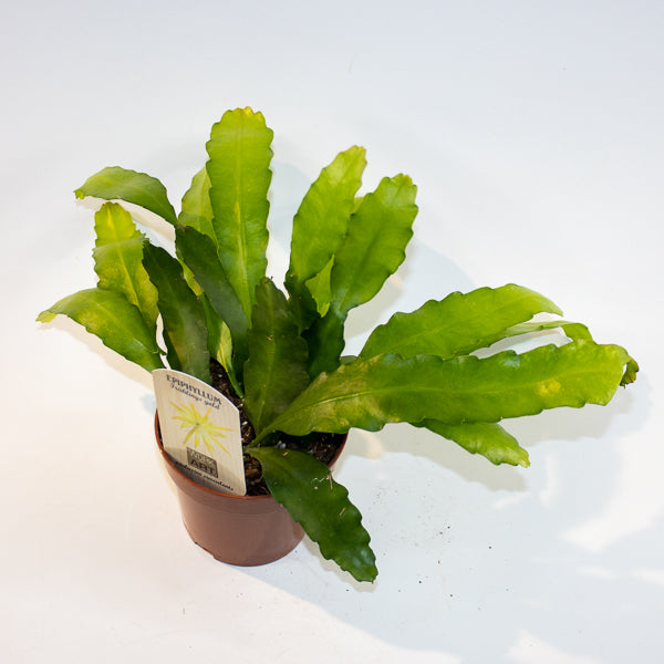 Epiphyllum Fruhlings Gold Ø12cm H33cm