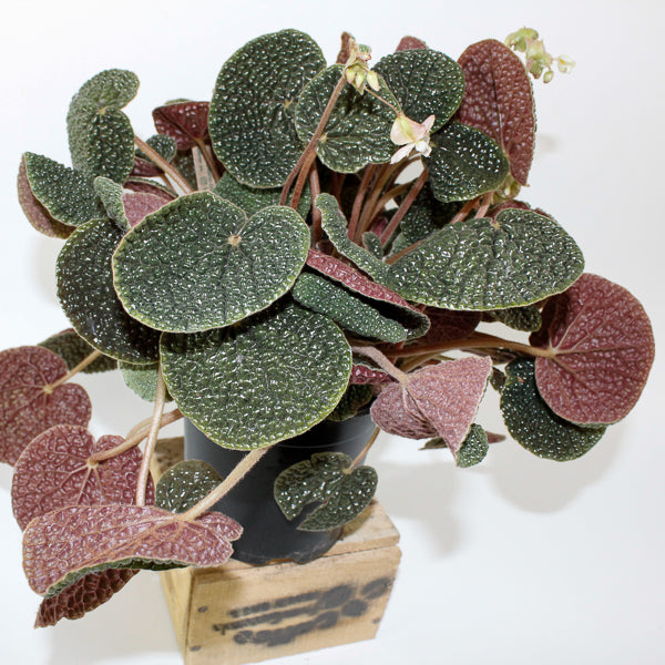 Begonia bullatifolia 14cm H40cm