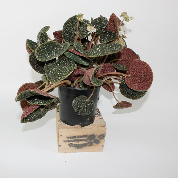 Begonia bullatifolia 14cm H40cm