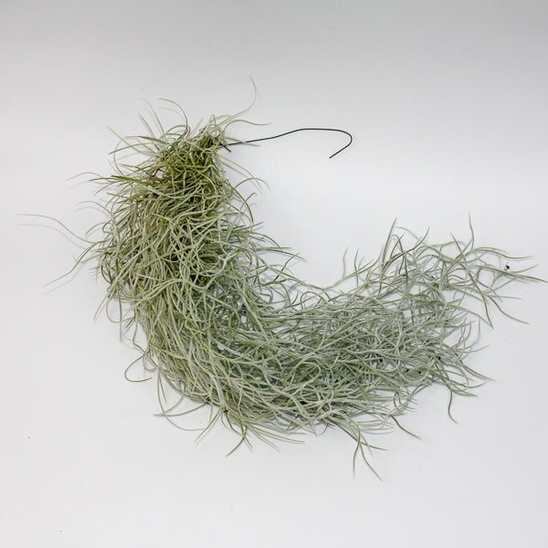 Tillandsia usneoides Spanish Moss