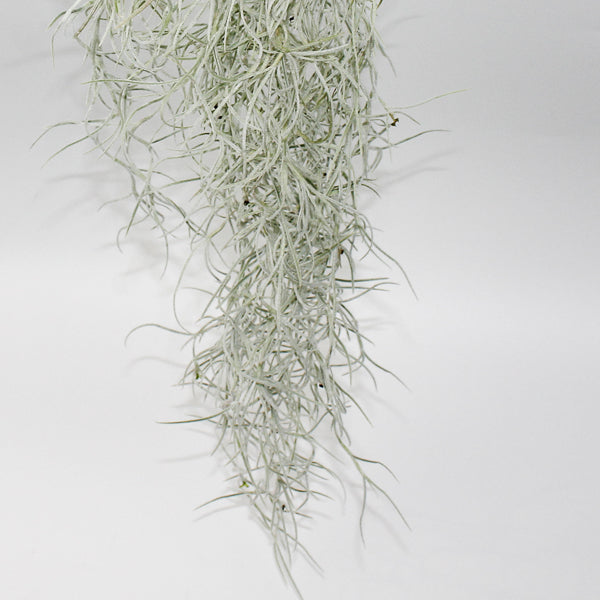 Tillandsia usneoides 4
