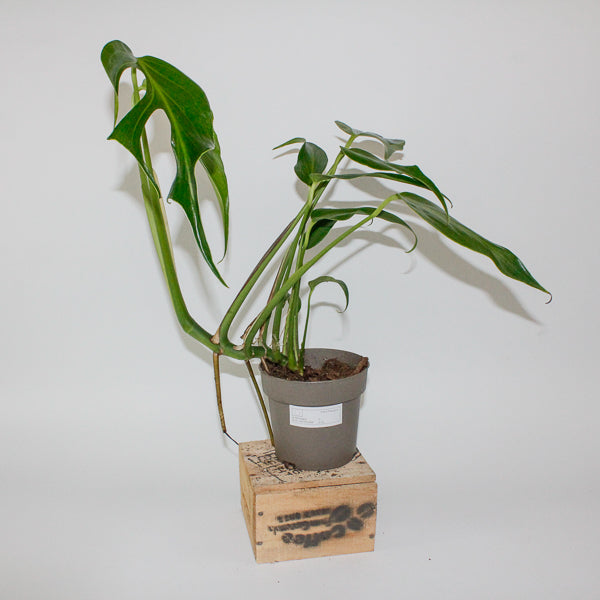 Monstera Burle Marx Flame 13cm H40cm