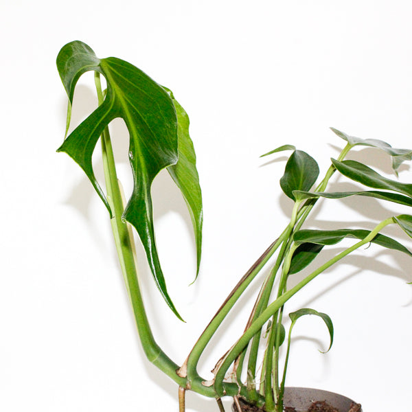Monstera Burle Marx Flame 13cm H40cm