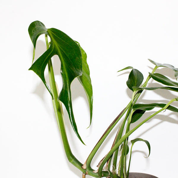 Monstera Burle Marx Flame 13cm H40cm