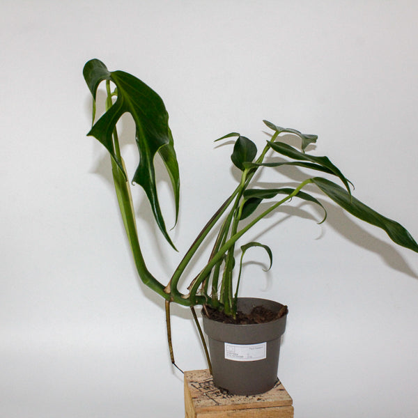 Monstera Burle Marx Flame 13cm H40cm