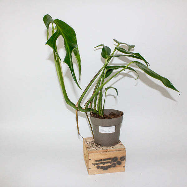 Monstera Burle Marx Flame 13cm H40cm