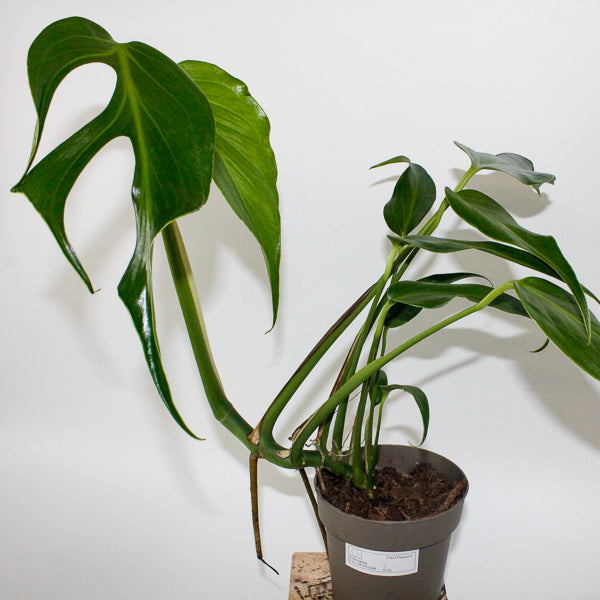 Monstera Burle Marx Flame 13cm H40cm