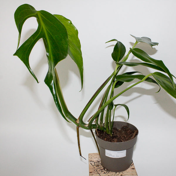 Monstera Burle Marx Flame 13cm H40cm