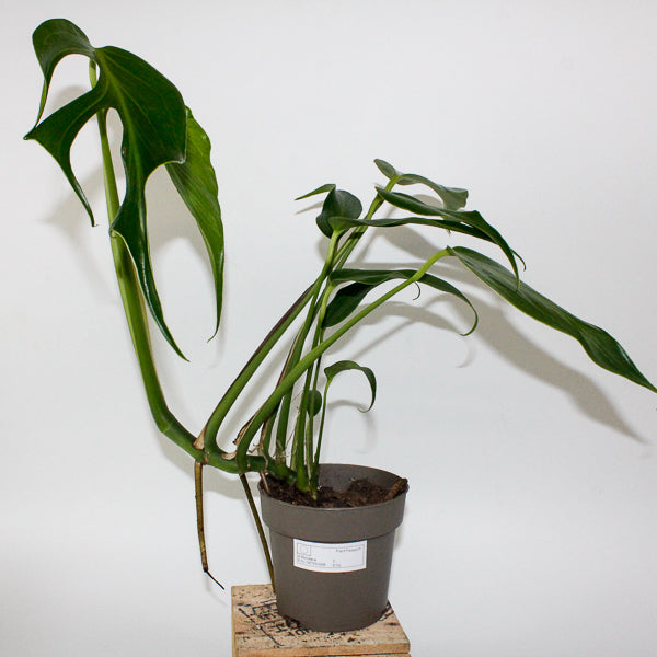 Monstera Burle Marx Flame 13cm H40cm