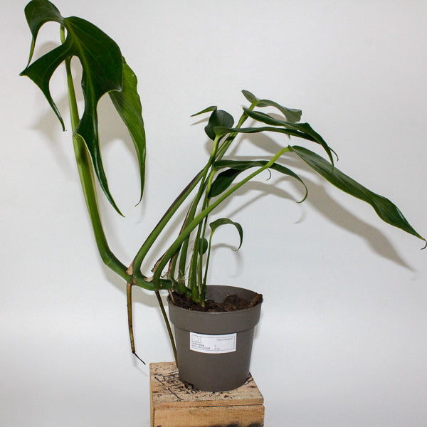 Monstera Burle Marx Flame 13cm H40cm