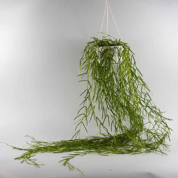 Hoya linearis Ø14cm H30cm