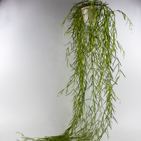 Hoya linearis Ø14cm H30cm