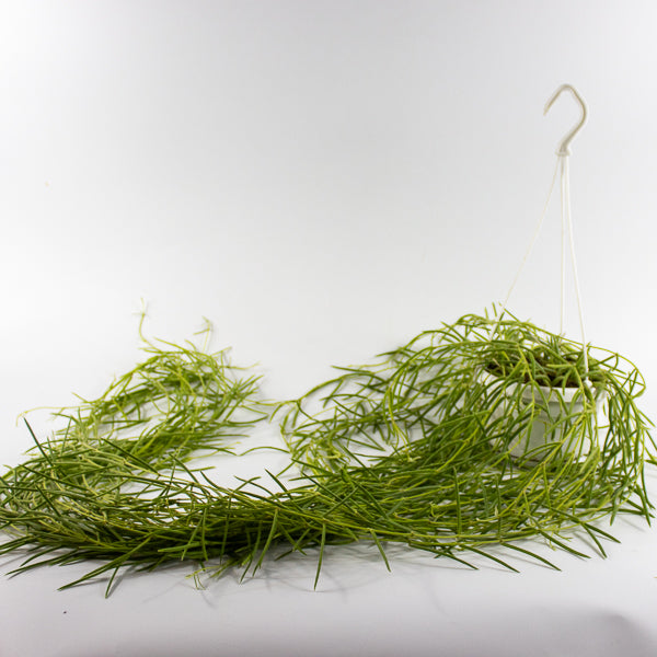 Hoya linearis Ø14cm H30cm