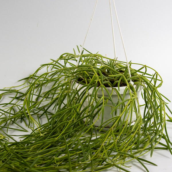 Hoya linearis Ø14cm H30cm