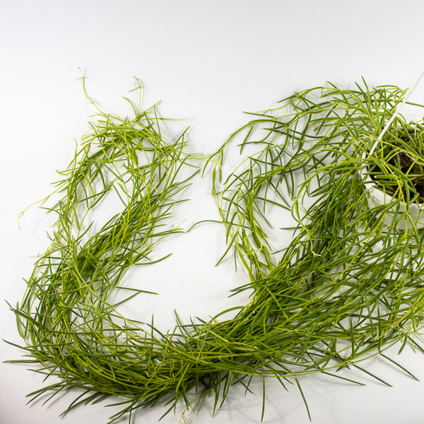 Hoya linearis Ø14cm H30cm
