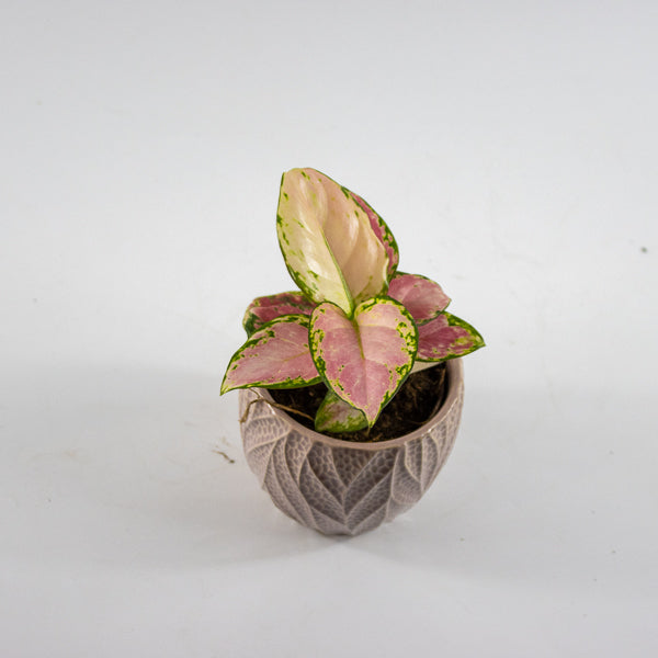 Aglaonema commutatum 'Leaf Rosa Pinky Promise' Ø10cm H18cm