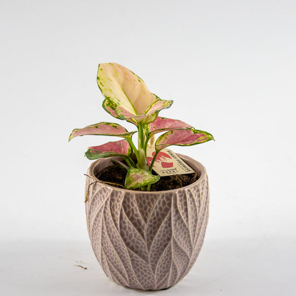 Aglaonema commutatum 'Leaf Rosa Pinky Promise' Ø10cm H18cm