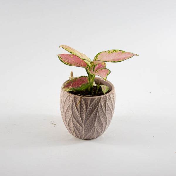 Aglaonema commutatum 'Leaf Rosa Pinky Promise' Ø10cm H18cm
