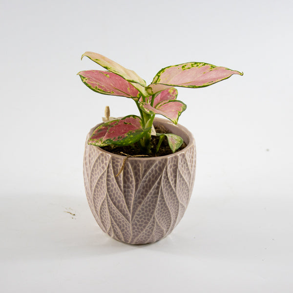 Aglaonema commutatum 'Leaf Rosa Pinky Promise' Ø10cm H18cm