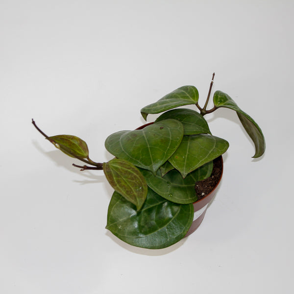 Hoya 'Sarawak' Ø12cm H15cm