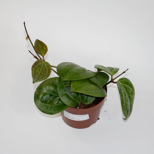 Hoya 'Sarawak' Ø12cm H15cm