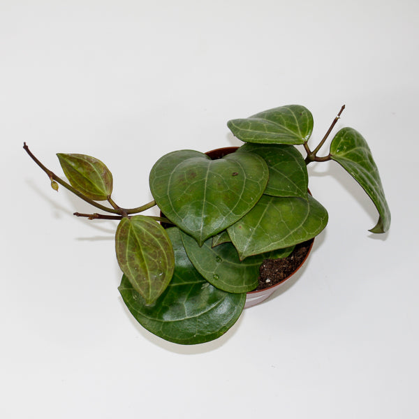 Hoya 'Sarawak' Ø12cm H15cm