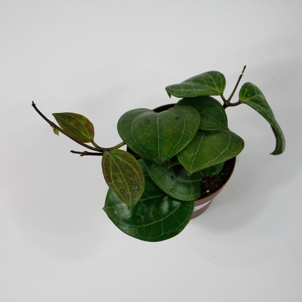 Hoya 'Sarawak' Ø12cm H15cm